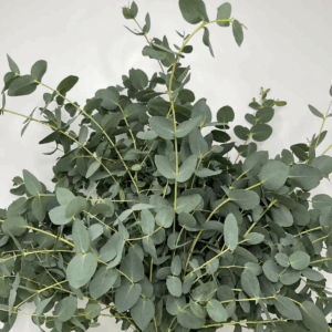 Eucalyptus Gunni